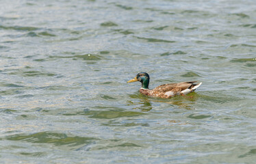 Mallard duck on the lake, wild duck