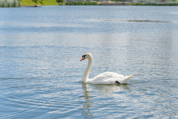 The White Swan on lake, side view, summer Kazan, Tatarstan, Kaban Lake