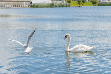 The White Swan on lake white white seagull, side view, summer Kazan, Tatarstan, Kaban Lake