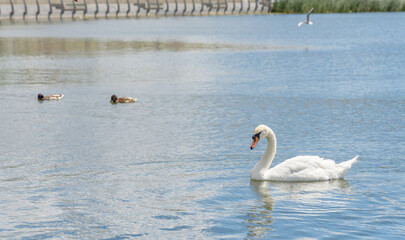 The White Swan on lake, side view, summer Kazan, Tatarstan, Kaban Lake