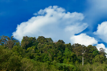 Regenwald mit Himmel und Wolken