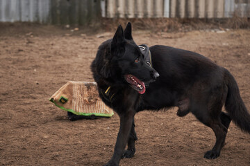 Sports training dog Playground in kennel of service German shepherds. Charming high bred dog. Large male black German shepherd of working breeding guards his large soft canine pillow.