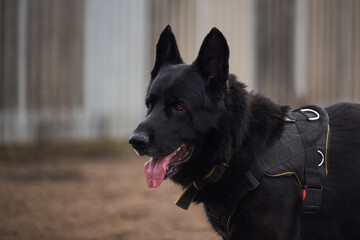Charming dog of working breeding in sports working harness. Service German shepherds. Portrait of large male German shepherd black color close up.
