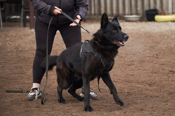 Sports with dog in shepherd kennel. Charming large black dog of German shepherd breed of working breeding stands on training ground, barks at trainer and deals with trainer.
