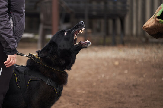Sports with dog in a shepherd kennel. Charming large black dog of German shepherd breed of working breeding stands on training ground, barks at trainer and wants to bite canine sleeve.