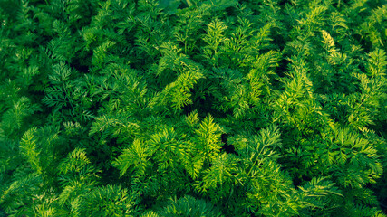 Green carrot plants in growth at vegetable garden