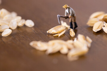 Fototapeta na wymiar 米の籾すりをする農夫