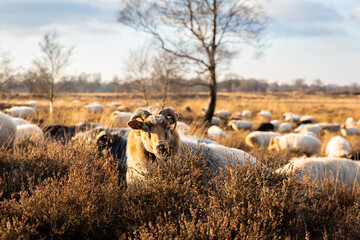 Balloerveld drenthe sheep
