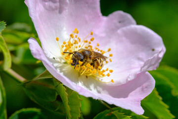 Biene auf einer Blüte einer Heckenrose (Makro)