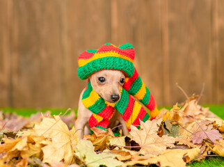 Toy terrier puppy wearing warm scarf and hat  sits on autumn leaf and looks at camera