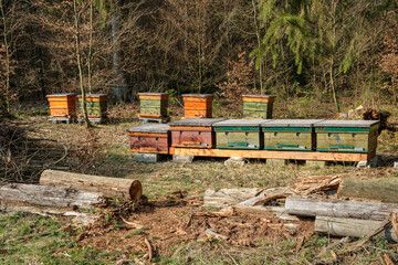 Imkerei: Hölzerne Bienenstöcke (Bienenhaus) stehen im Wald im Wald