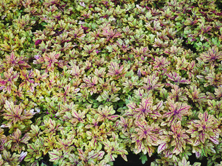 Full Frame Background of Yellow Leaf Plants