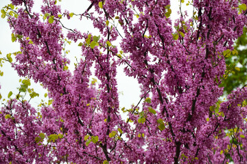 Cercis siliquastrum blooming tree. Pink flowers background. Judas tree branches in pink blossom. Beautiful summer nature.