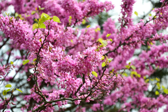 Cercis siliquastrum blooming tree. Pink flowers background. Judas tree branches in pink blossom. Beautiful summer nature.