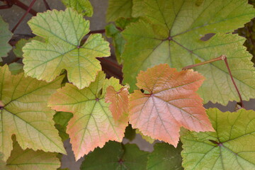 Grapes leaves in the garden. Fresh young grape vine branches with pink leaves. Summer nature background.