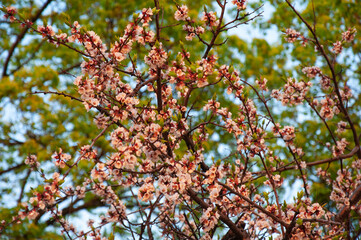 Spring flowering apricot trees