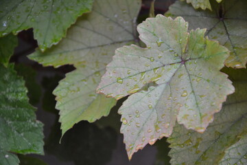 Grapes leaves in the garden after the rain. Fresh young grape vine branches with pink leaves. Pink iona grapes. Summer vineyard background.