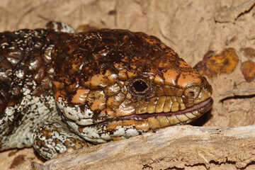 Head of Tiliqua rugosa, the western shingleback or bobtail lizard, near Cranbrook in Western Australia