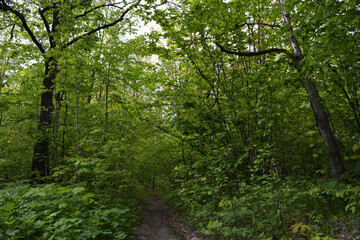 Path through lush green forest in the beginning of summer