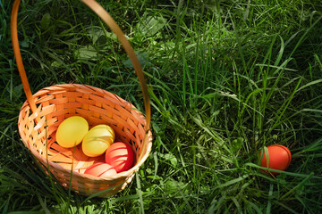 Yellow and orange colored chicken eggs are in a wicker basket on the background of juicy spring...