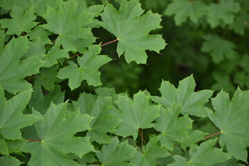Maple tree foliage. Fresh green maple leaves. Park or forest nature background.