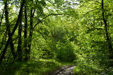Path in the summer forest with trees lit by the sun