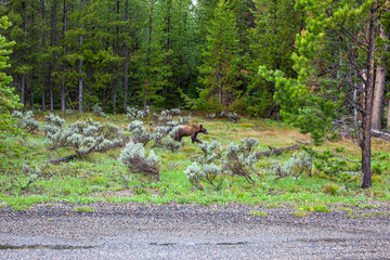 Naklejka na ściany i meble Yellowstone bear in the woods