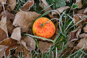 Ein alter Apfel (Fallobst) liegt bei Frost auf einer herbstlichen Wiese im Gras zwischen Laub