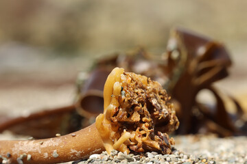 Seaweed washed up on the south Cornwall beach