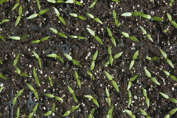 Young plant in the soil
