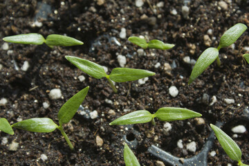 Young plant in the soil