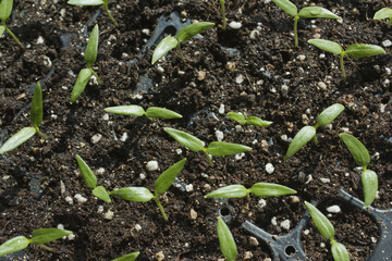 Young plant in the soil
