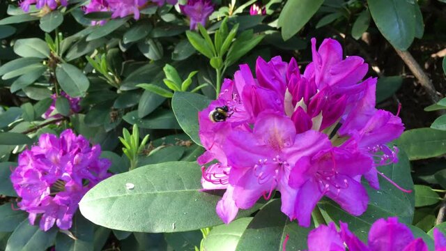 Bumblebee collects pollen on rhododendron