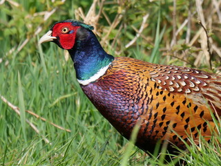 pheasant strolling around