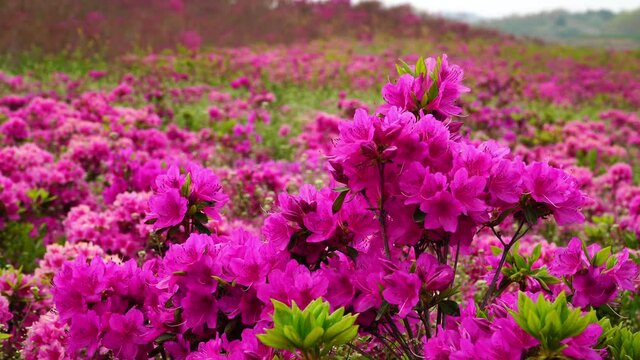 Blooming peach azaleas on the hillside in spring