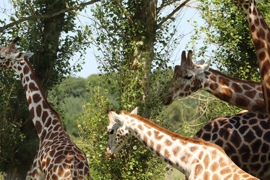 Giraffes feeding at a safari park in the UK