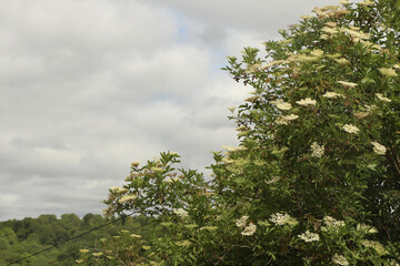 Bright flowers lighting up the garden at the start of summer