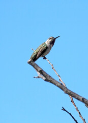 California Hummingbird