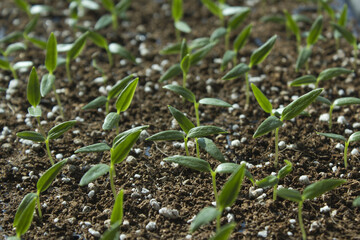 Young plant in the soil.