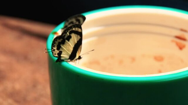 Close up of Elbowed Pierrot Butterflies or Caleta Elna licking coffee from a coffee cup during camping in the wilderness