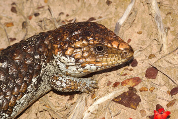 Head of Tiliqua rugosa, the western shingleback or bobtail lizard in Western Australia