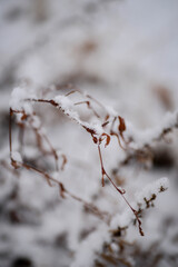 The snowfall is so light and fluffy and beautiful.