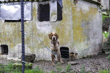 Dog in kennel