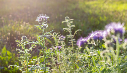 Obraz premium field of herbals