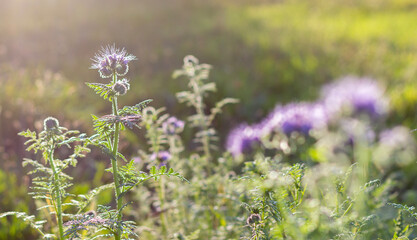 flowers in the field