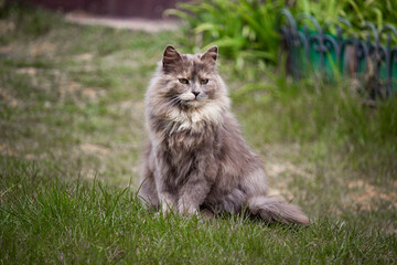 Naklejka na ściany i meble Very fluffy gray cat close up. Cat in the summer garden on the background of a green lawn.