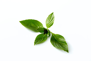 Sweet basil leaf plant