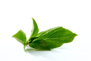 Sweet basil leaf plant