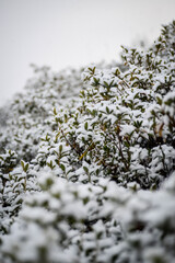 The snowfall is so light and fluffy and beautiful.