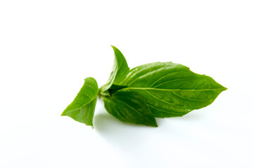 Sweet basil leaf plant